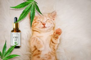 cannabis cat